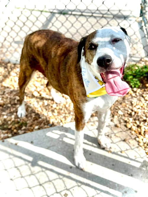 Reagan (fka Brit's pup Han Solo), photo 7