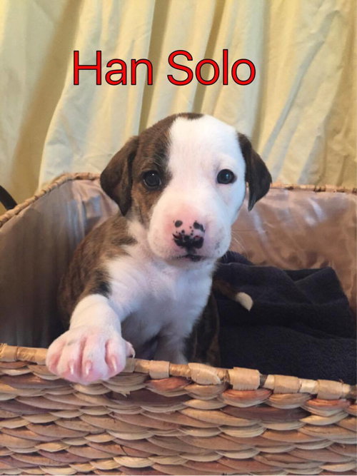 Brit's pup Han Solo