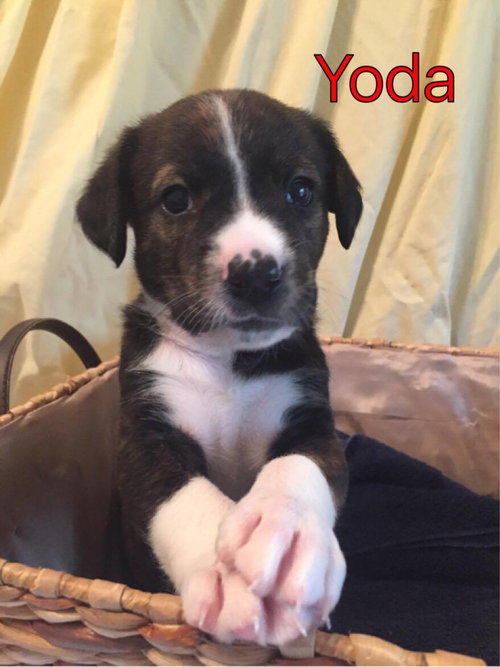 Brit's pup Yoda