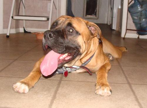 Bronson (CL)