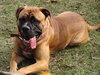 Bronson (CL)