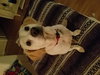 Miss Daisy II