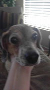 Betsy IV