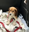 Louie IV