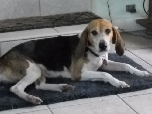 Lulu IV