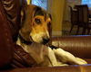 Roscoe IV