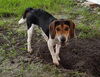 Roscoe IV