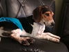 Roscoe IV