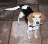 Dixie IV