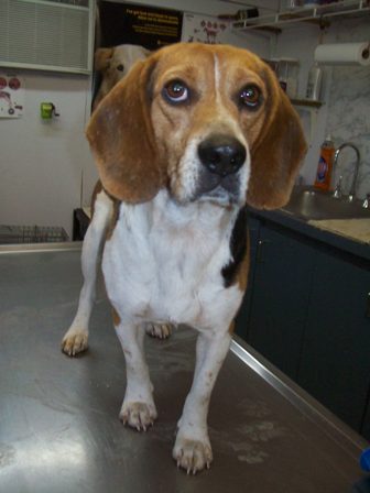 Benny II