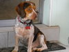 Cooper VII