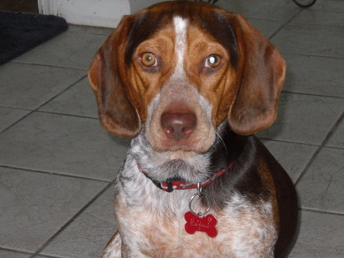 Cooper VII