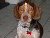 Cooper VII