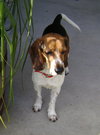 Barney VIII