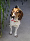 Barney VIII