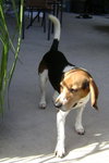 Barney VIII
