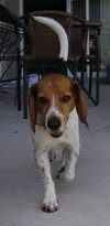 Barney VIII