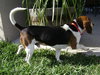 Barney VIII