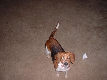 Roxy II