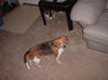 Roxy II