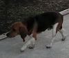 Riley II