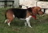 Riley II