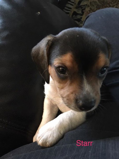 Connie's pup Starr