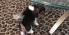 Connie's pup Starr