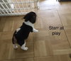 Connie's pup Starr