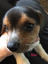 Connie's pup Starr