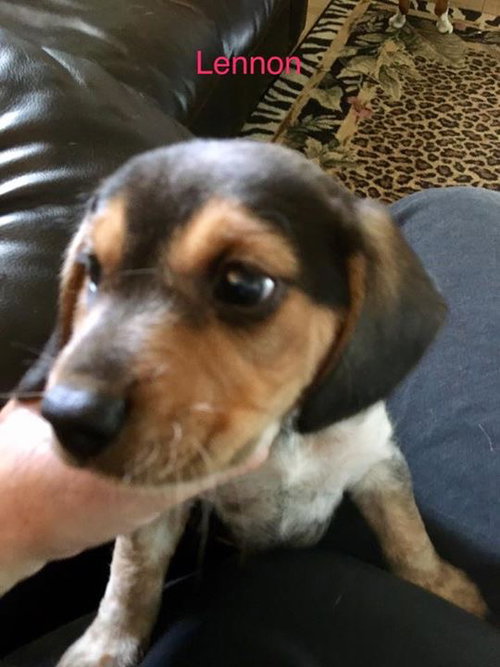 Connie's pup Lennon