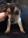 Connie's pup Lennon