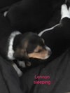 Connie's pup Lennon