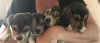 Connie's pup Lennon
