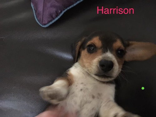 Connie's pup Harrison