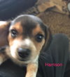 Connie's pup Harrison