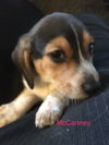 Connie's pup McCartney