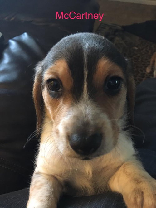 Connie's pup McCartney