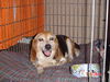 Chester II