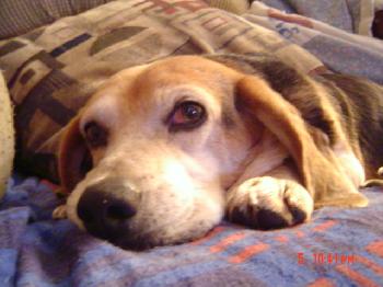 Chester II