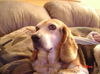 Chester II