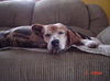 Chester II