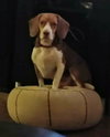 Copper X