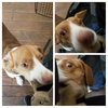 Copper X