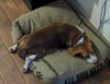 Copper X