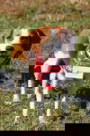 Rossa