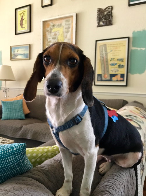 Pippa