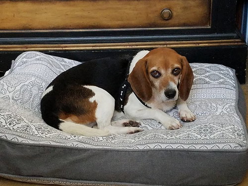 Biscuit IV
