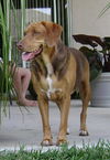 Lucy V