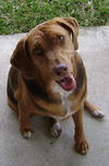 Lucy V